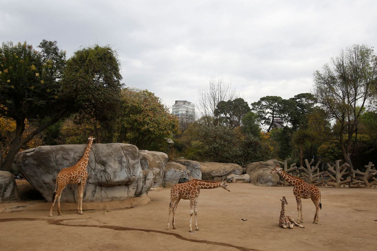 Mexico City zoo second baby giraffe of the year