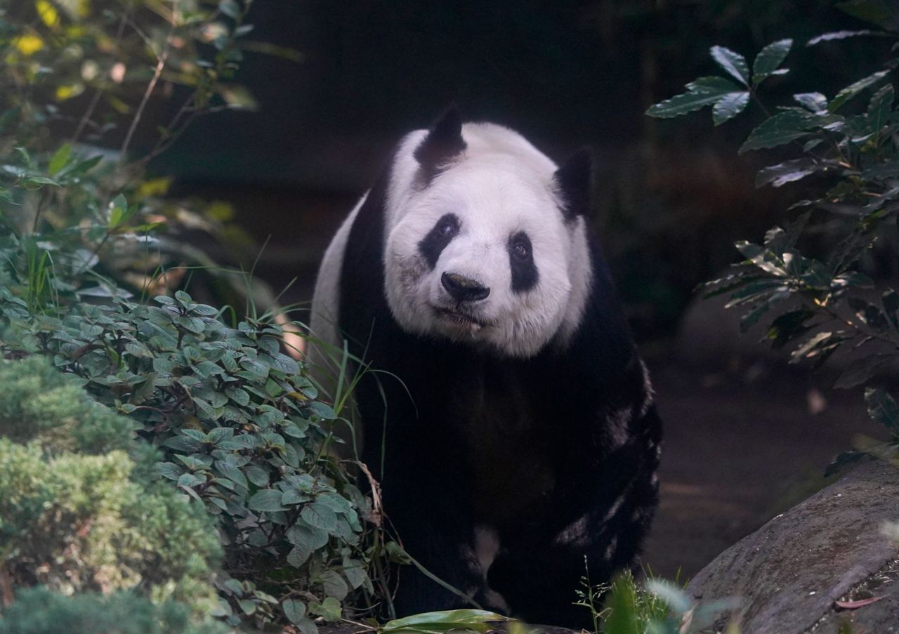 How has China's panda diplomacy evolved and where are its stars