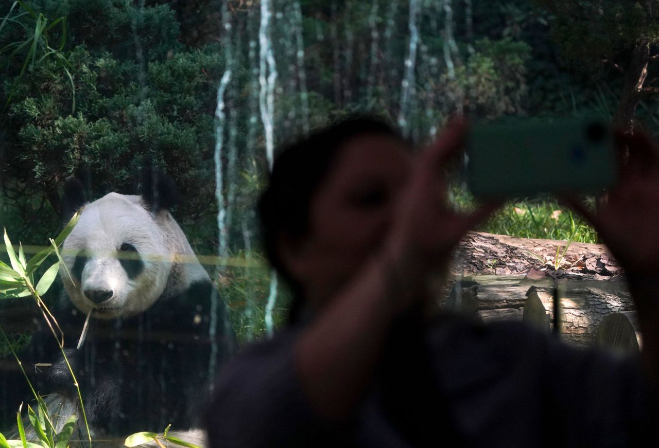 Down to its last panda, Mexico ponders what could come next
