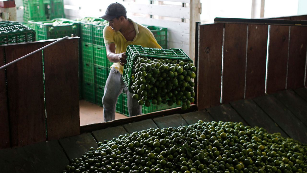 A worker unloads a truck-full of Mexican limes at a citrus packing plant in La Ruana, in the state of Michoacan, Mexico, Nov. 6, 2023. (AP Photo/Dario Lopez-Mills, File)