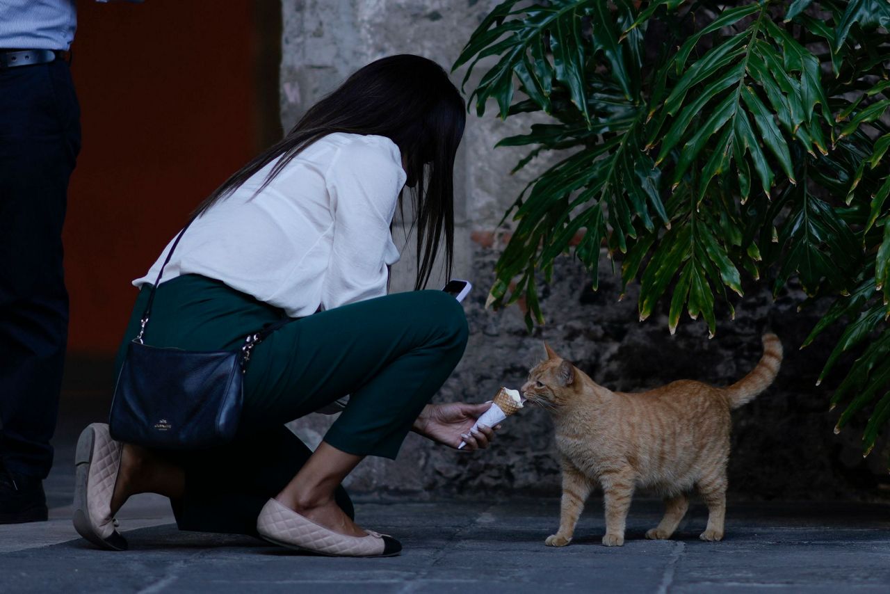 19 cats roam Mexico's presidential palace. A new declaration gives them ...
