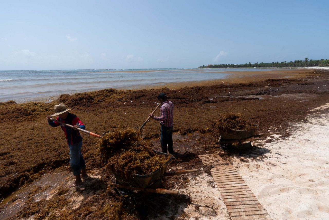 On Mexico's Caribbean coast, mountains of seaweed grow