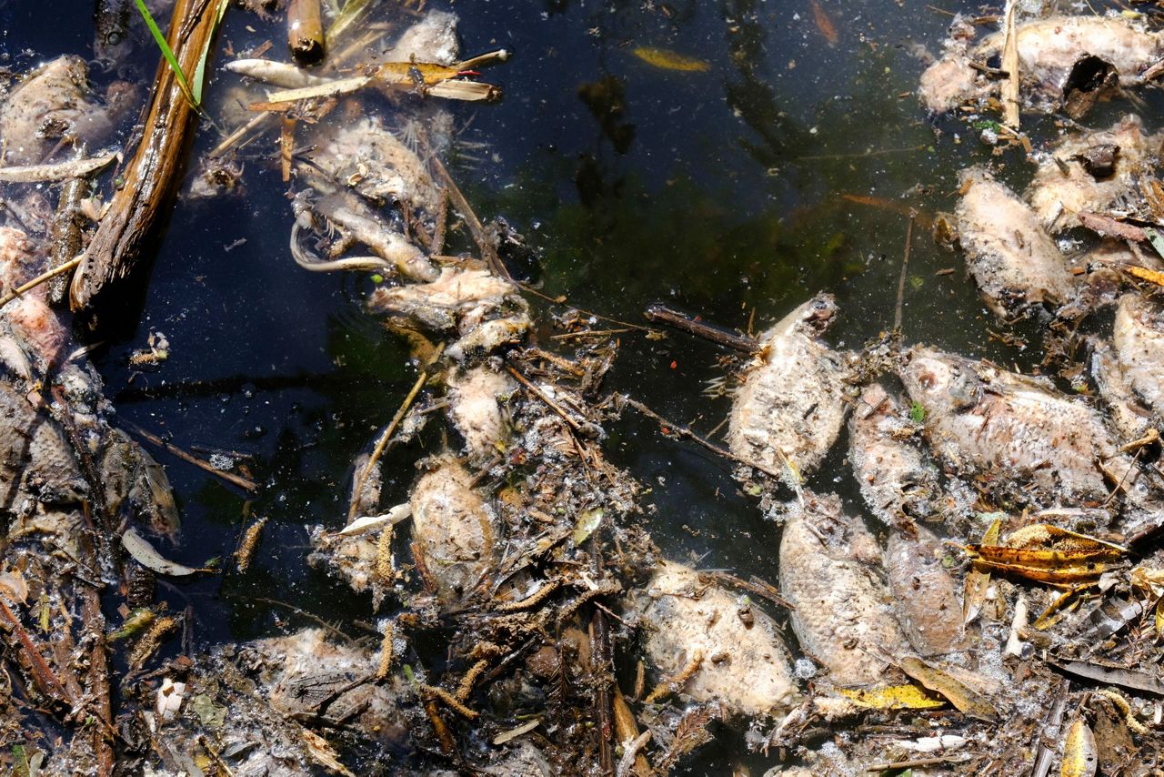 Tequila byproduct spill fouls Mexican reservoir, kills fish - Vimarsana News