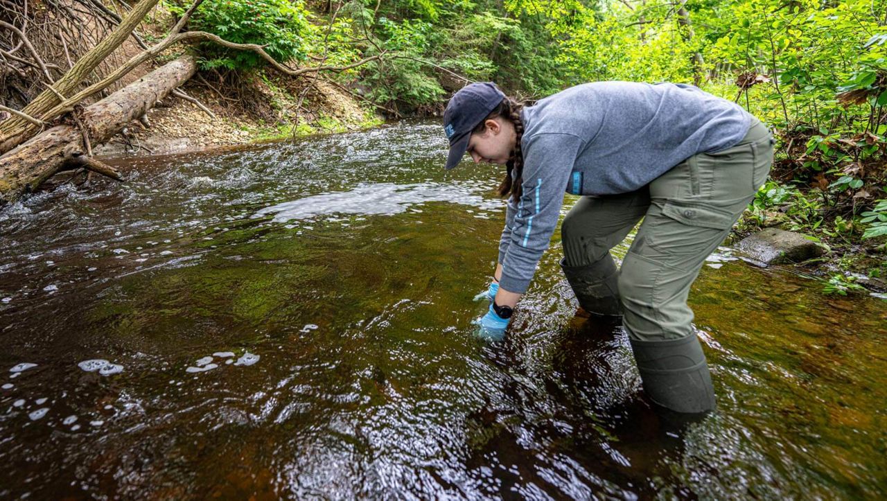 Grace Johnson collects water samples from a stream on Mount Desert Island in July 2023. (University of Maine)