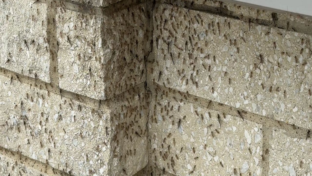 Midges swarm Cleveland but boost enivronment around Lake Erie
