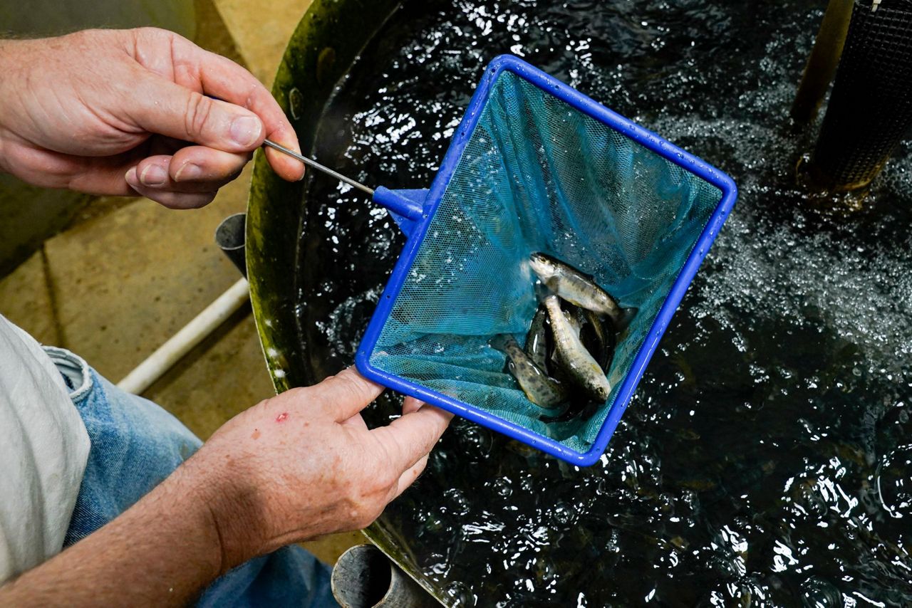 Despite potential, Midwestern farms struggle to market fish