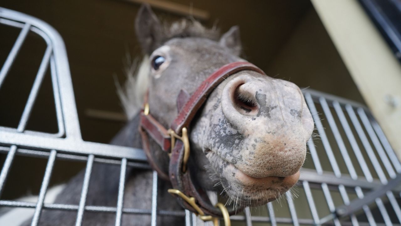 Meet the 'mighty' new resident of the Kentucky Derby Museum - Vimarsana News