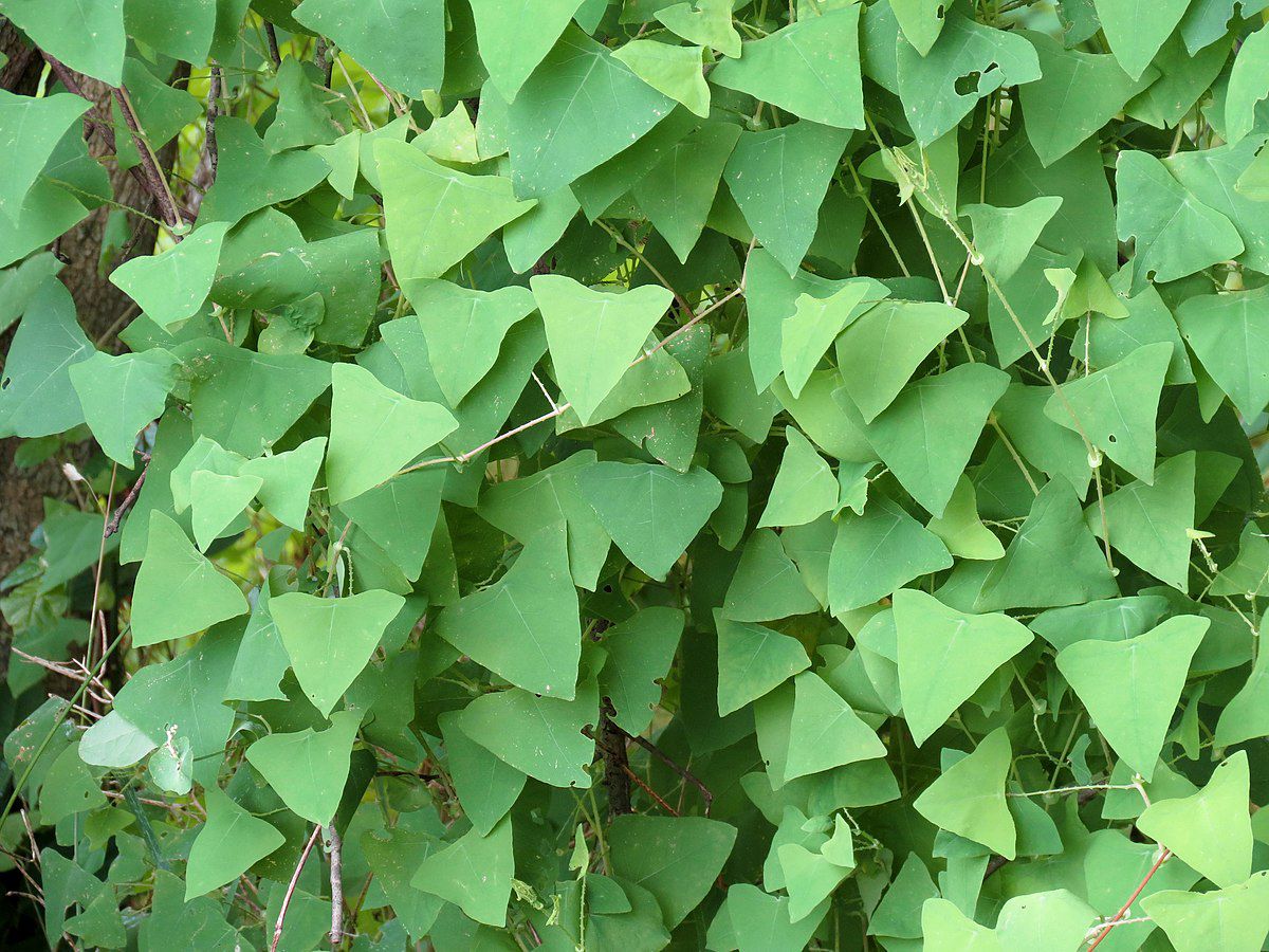 The invasive mile-a-minute weed, named for its fast rate of growth, has been spotted for the first time in Maine. (Maine Department of Agriculture Conservation and Forestry)