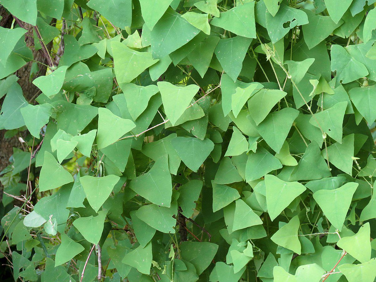 The invasive mile-a-minute weed, named for its fast rate of growth, has been spotted for the first time in Maine. (Maine Department of Agriculture Conservation and Forestry)