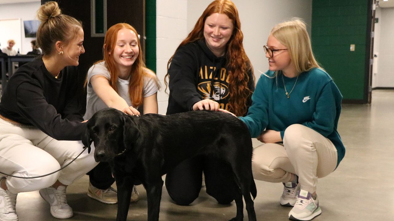 Orchard Farm High School students pet Millie, St Charles County  Police Department's new therapy dog, Wednesday morning. (Spectrum News/Elizabeth Barmeier)