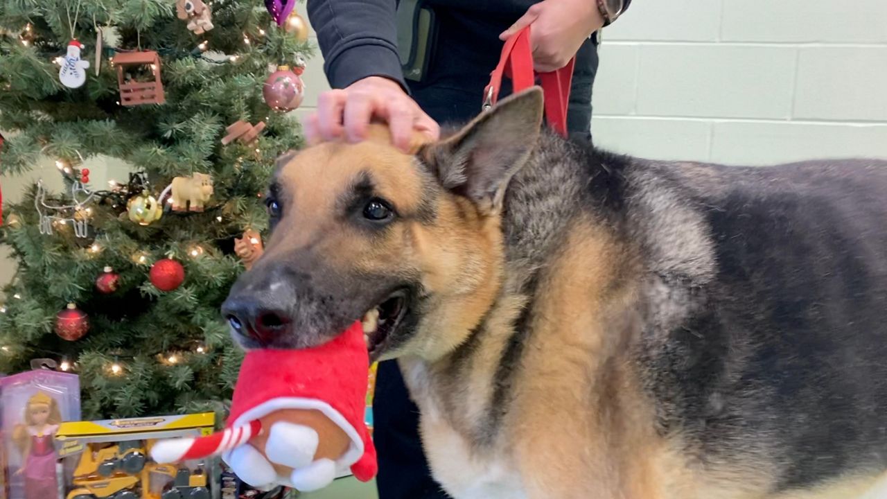 NKY shelter offering free pet adoption in exchange for toys