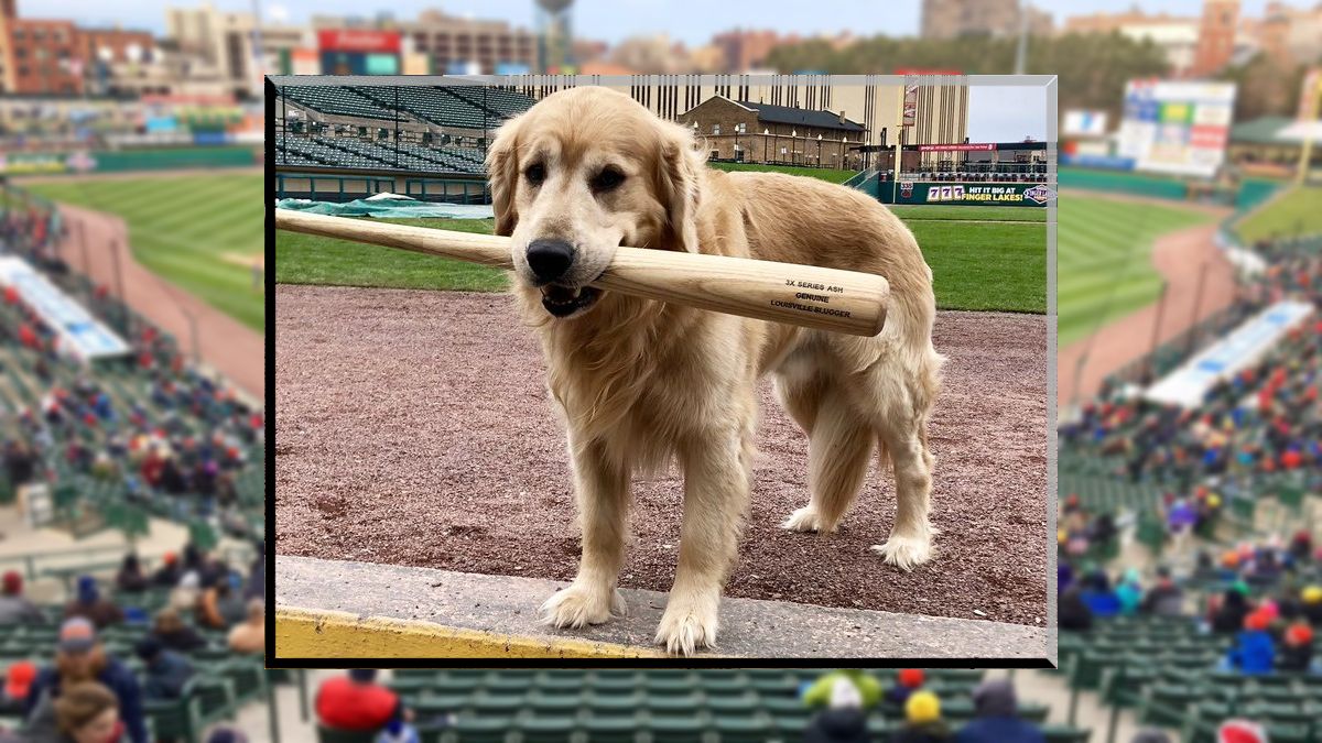 Milo at the field