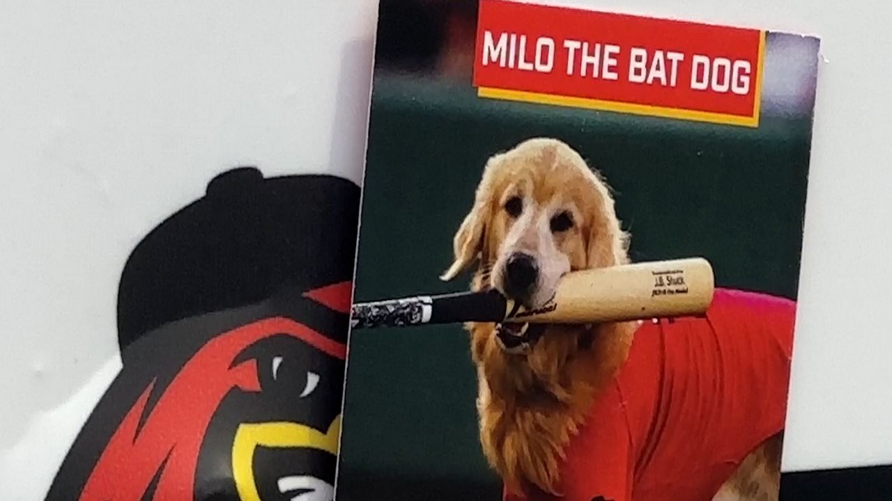 Rochester Red Wings, and Milo the Bat Dog, open season Friday