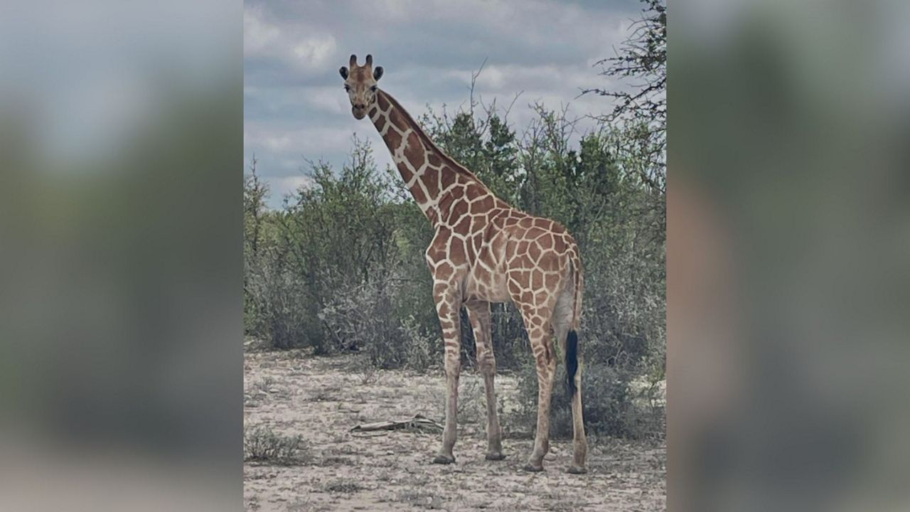 Giraffe goes missing from Texas ranch