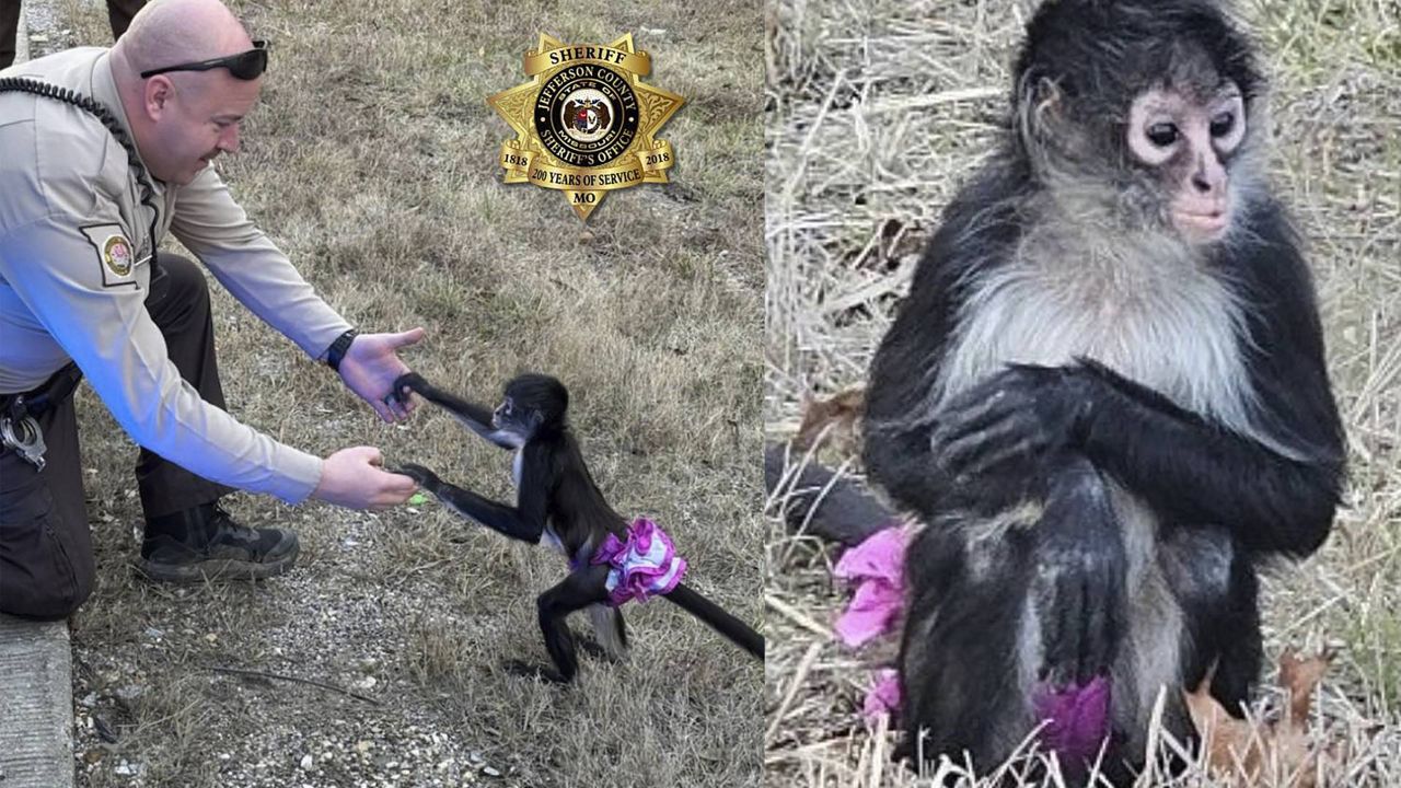 This Jan. 3, 2025, image provided by the Jefferson County Sheriff's Office shows an officer and an escaped spider monkey near Otto, Mo. (Jefferson County Sheriff's Office via AP)