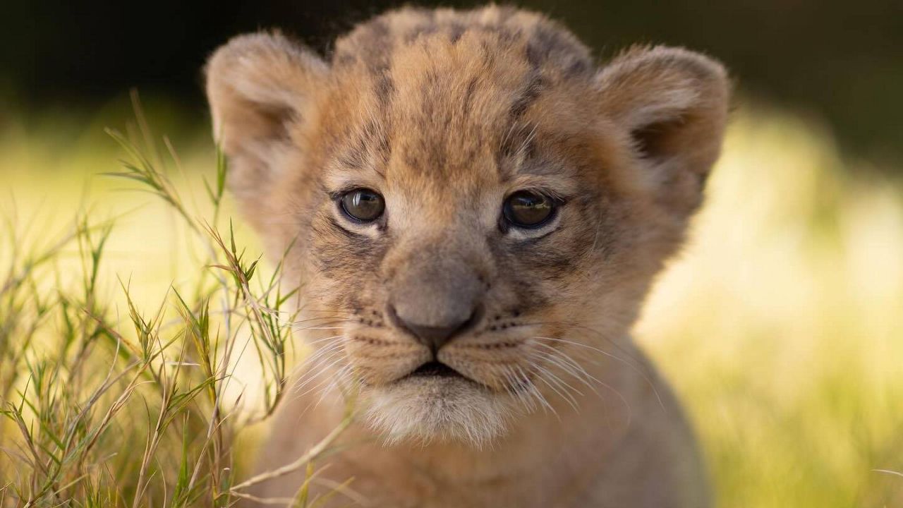 Moja the lion cub was born at the Fort Worth Zoo in October, and the zoo announced the newest addition to the pride on Thursday, January 11, 2024. (Fort Worth Zoo)