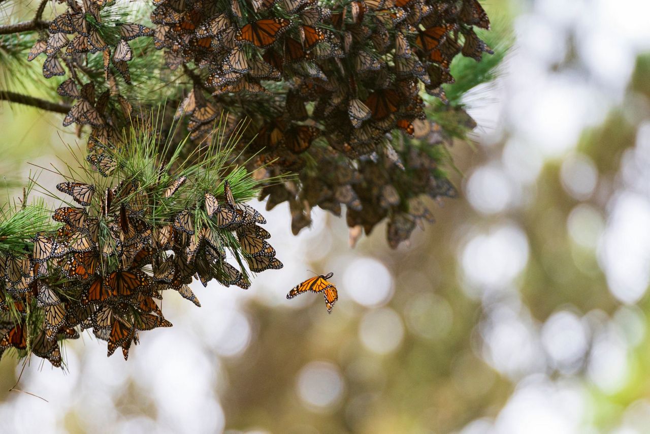 After record low, monarch butterflies return to California