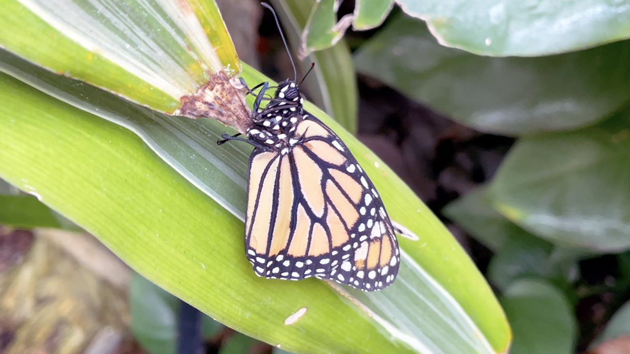 The U.S. and Wildlife Service is proposing Endangered Species Act protection for monarch butterflies. (Spectrum News/Elizabeth Barmeier)