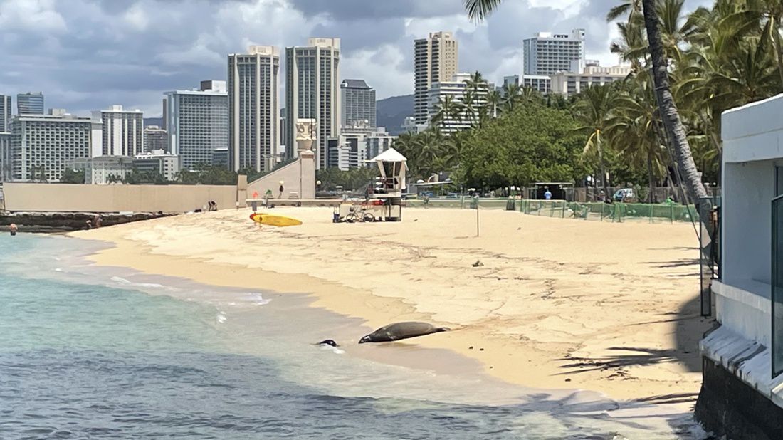 Kaiwi and her pup lounge at Kaimana Beach while people are restricted from accessing the area by a temporary fence. (Spectrum News/Michelle Broder Van Dyke)
