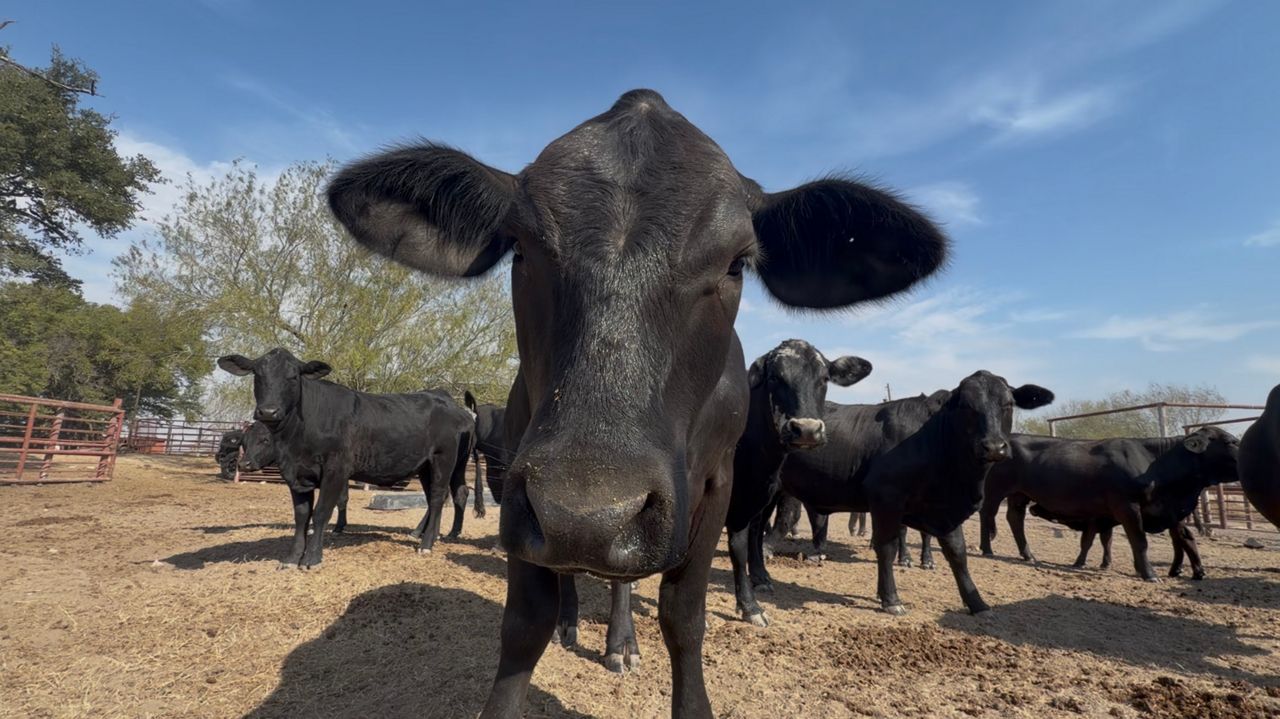 Approaching screwworm threat worries cattle ranchers