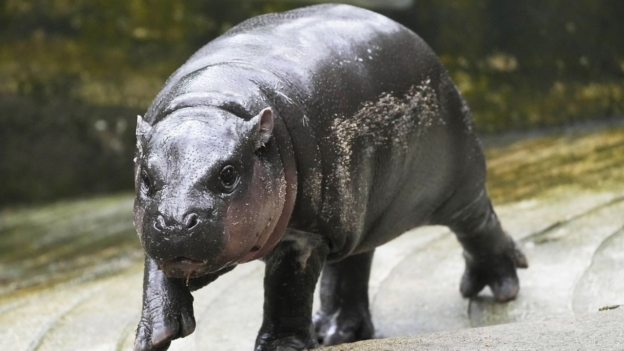 Two-month-old baby hippo Moo Deng walks at the Khao Kheow Open Zoo in Chonburi province, Thailand, Thursday, Sept. 19, 2024. (AP Photo/Sakchai Lalit)