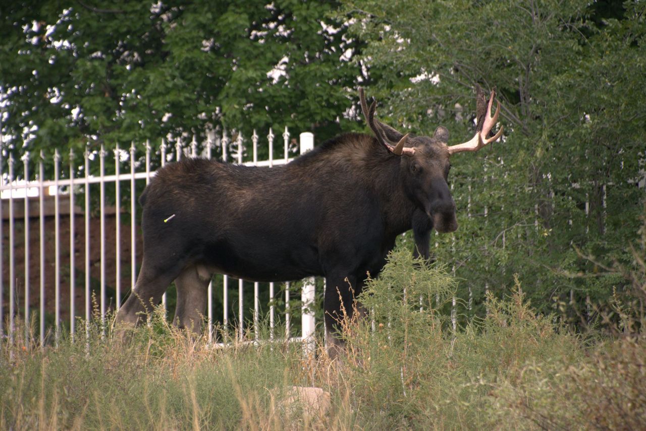 Wandering bull moose is captured in downtown Santa Fe, moved to habitat