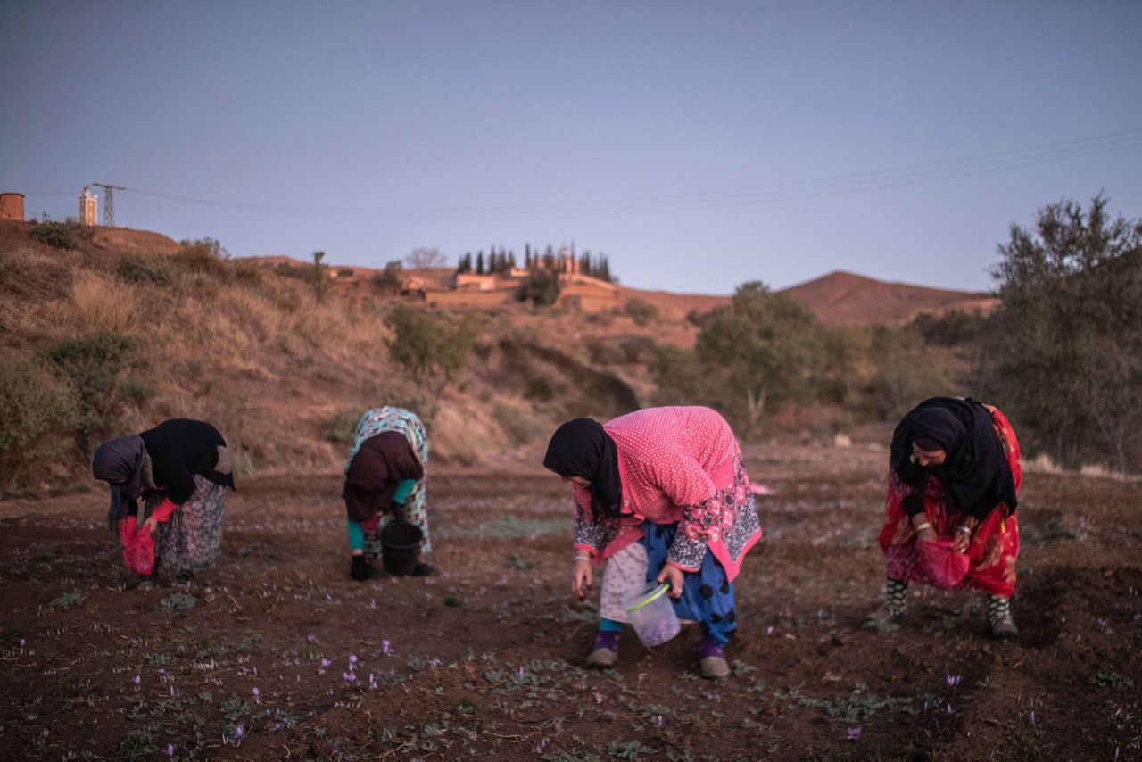 AP PHOTOS Laborious saffron harvest unites Moroccan village