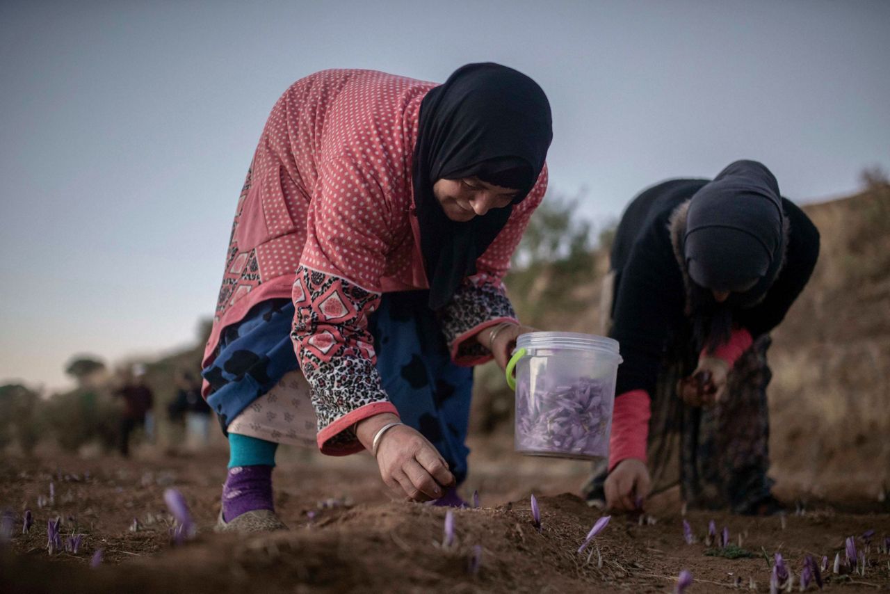 AP PHOTOS Laborious saffron harvest unites Moroccan village