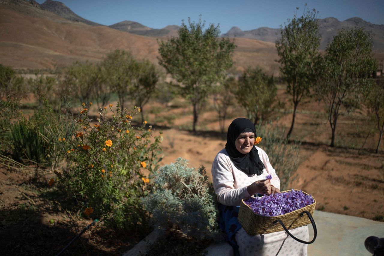 AP PHOTOS Laborious saffron harvest unites Moroccan village