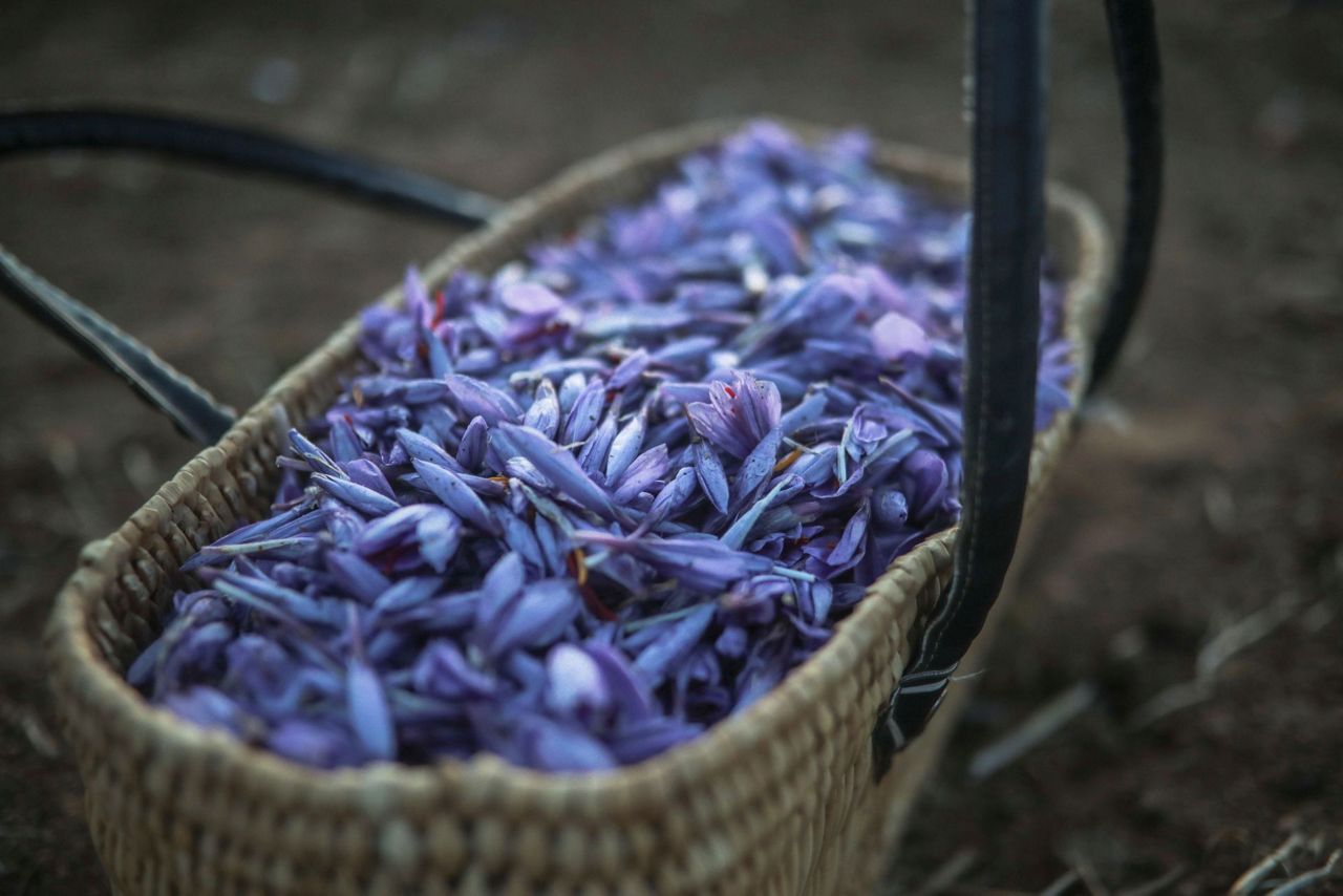 AP PHOTOS Laborious saffron harvest unites Moroccan village