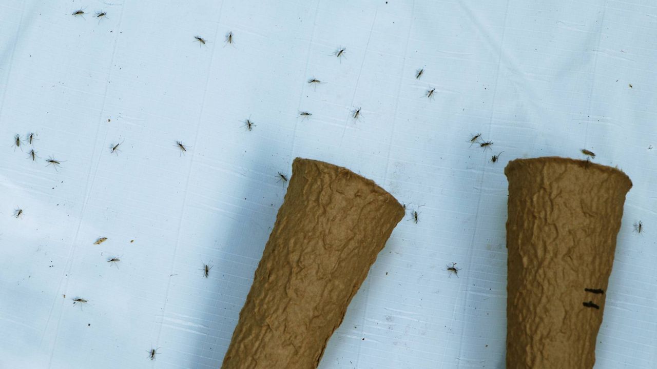 Each pod holds 1,000 incompatible male Culex quinquefasciatus mosquitoes that researchers hope will end the fertilization cycle. (Photo courtesy of Hawaii Department of Land and Natural Resources)