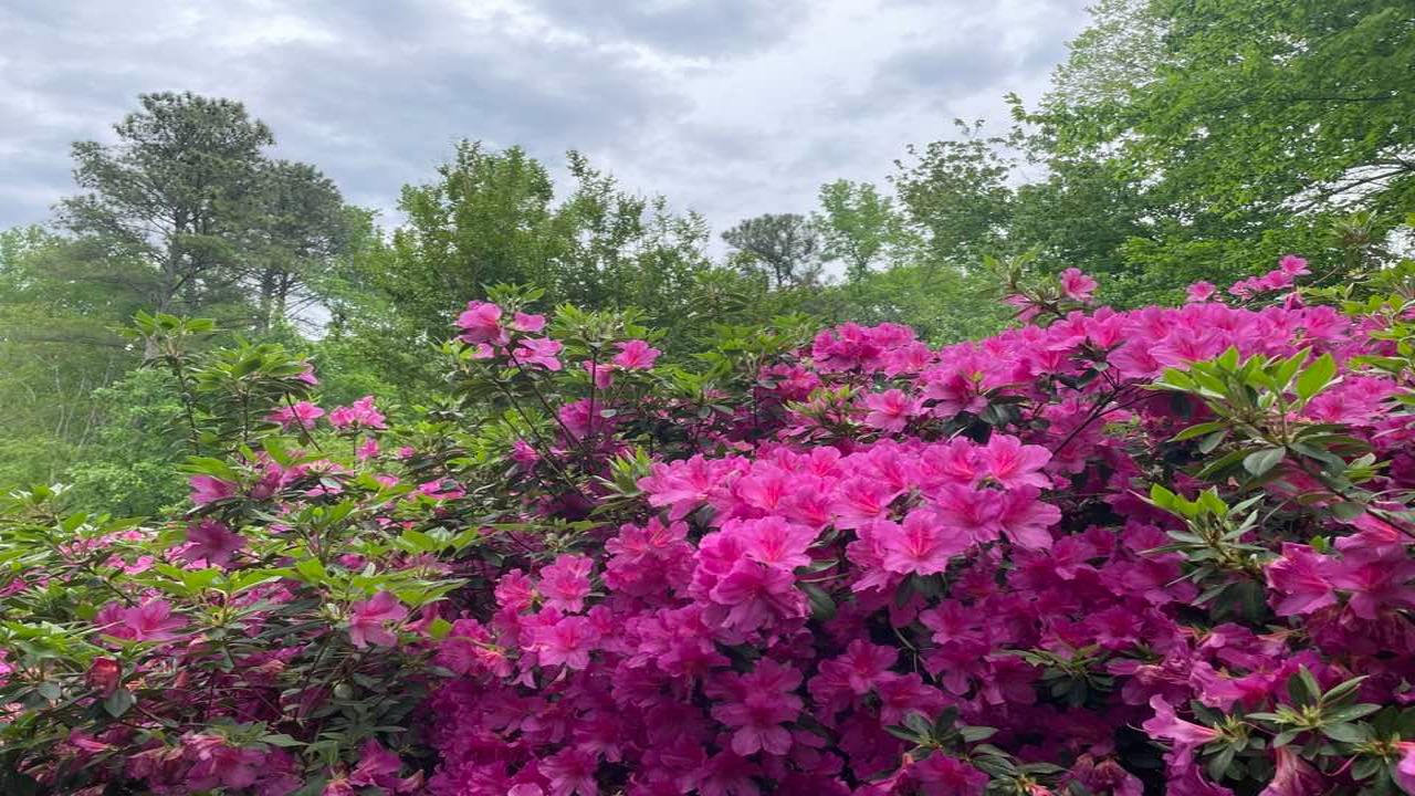 Mostly Cloudy