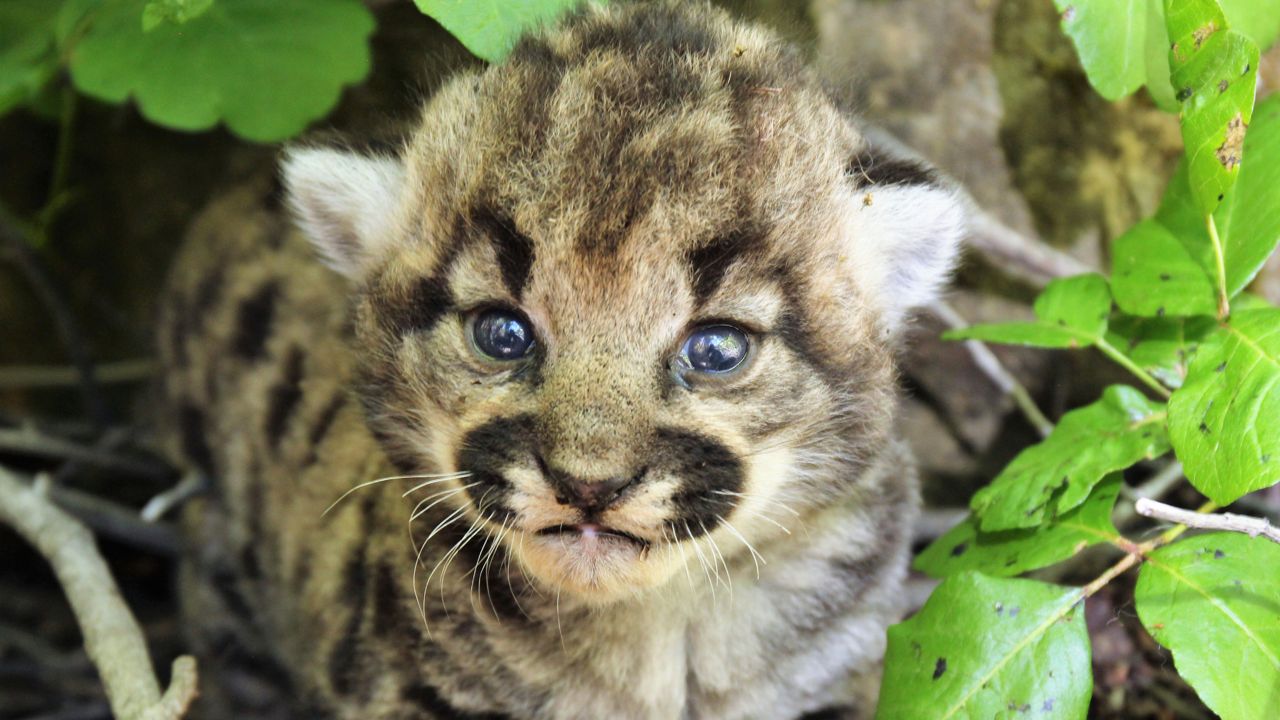 In this photograph provided by the National Park Service, a female mountain lion kitten is shown in Simi Hills, northwest of Los Angeles, Thursday May 18, 2023. (National Park Service via AP)