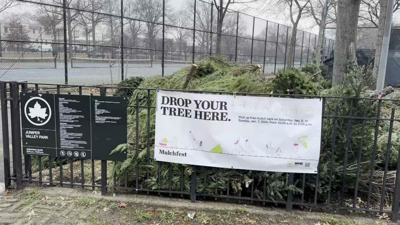 From now through Sunday, Jan. 12, anyone with a live tree can bring it to a designated park or drop-off site during park hours to be recycled. (Spectrum News NY1)  