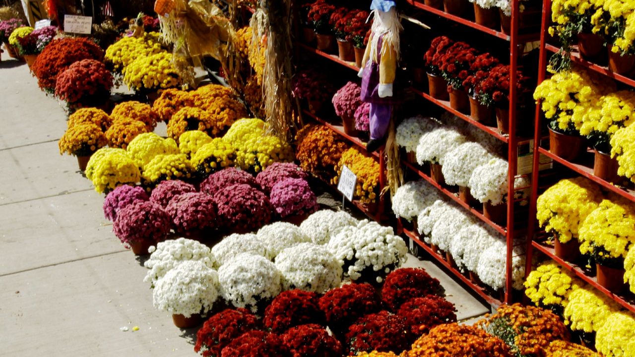 Fall is coming, and that means it’s mums season