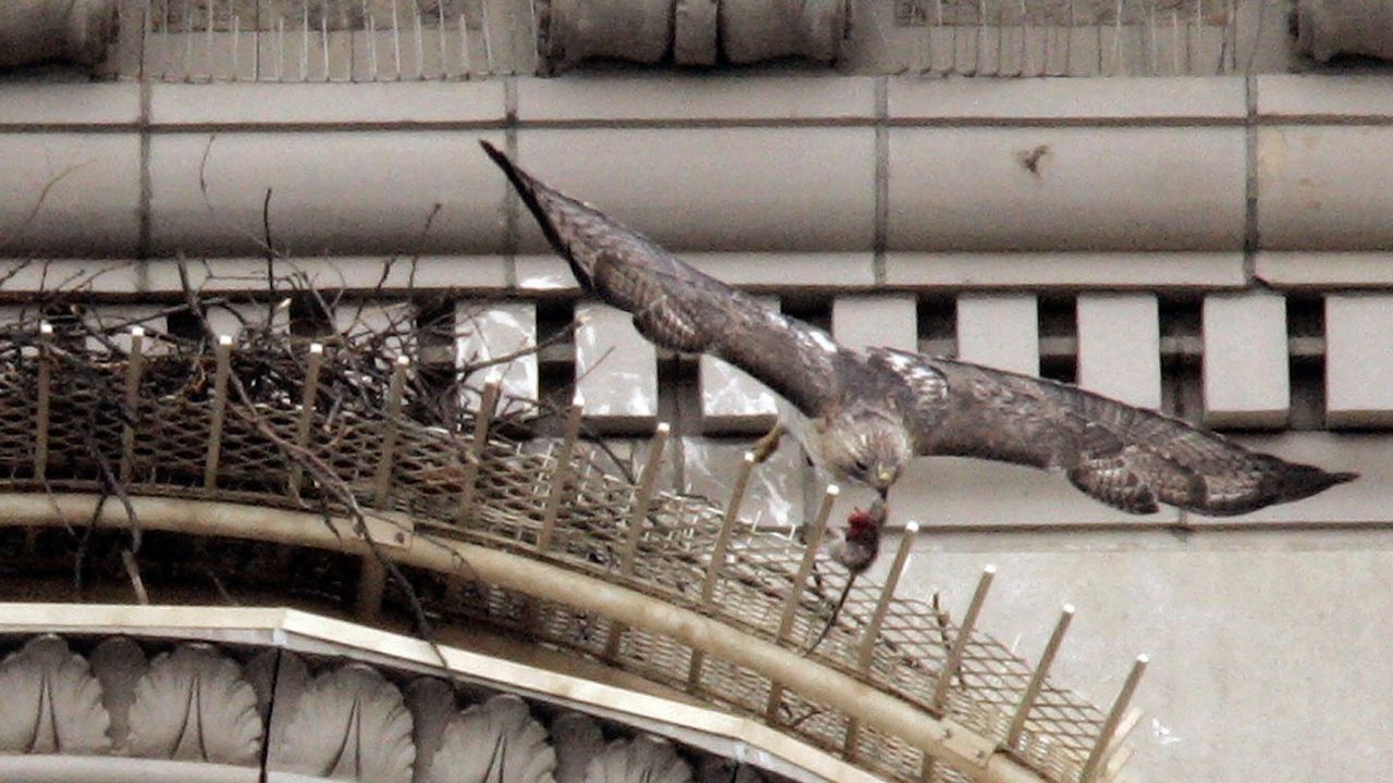 Pale Male.