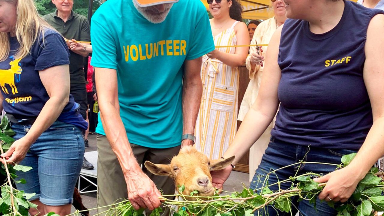 Goatham Festival: Goats Take Center Stage in Cleaning up Riverside Park