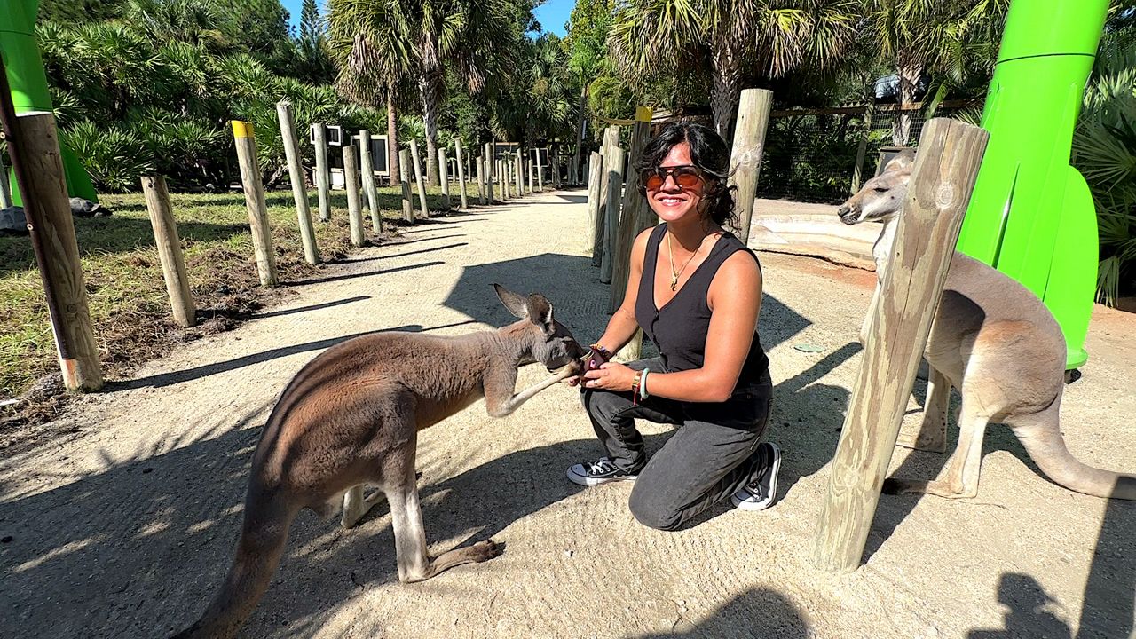 Guests stroll along the Brevard Zoo Kangaroo Walkabout, where 13 kangaroos live and enjoy being fed by visitors. (Spectrum News/Randy Rauch)