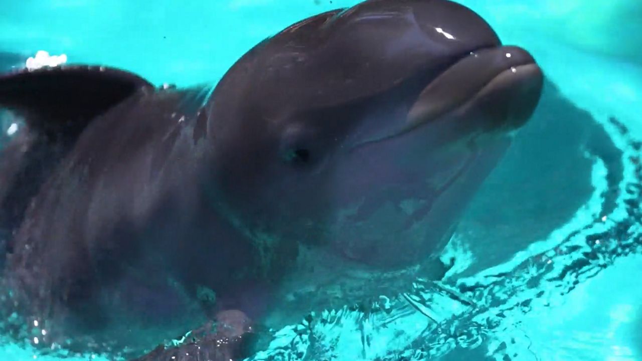 Damara, a 16-year-old bottlenose Dolphin, gave birth to her calf on Friday, March 29, at Discovery Cove. (Discovery Cove)