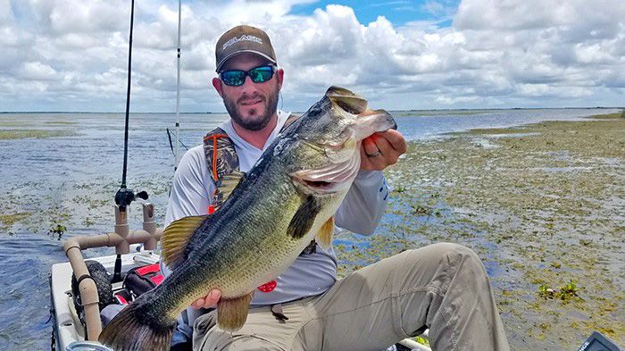 What was known as the largemouth bass in most of Florida (except the western Panhandle), is now called the Florida bass. (FWC)