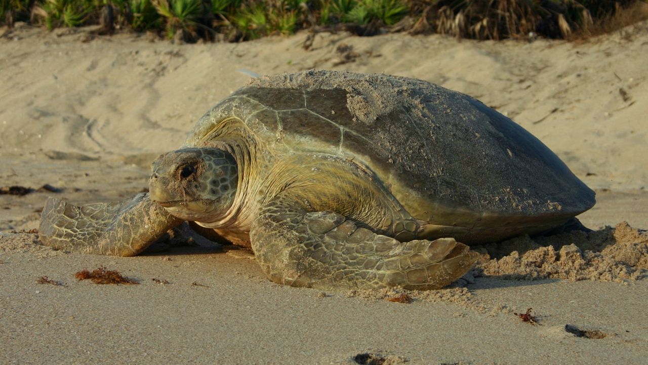 Nesting sea turtle (Florida Fish and Wildlife Commission)