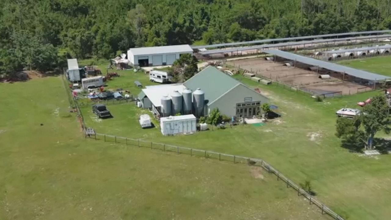 A group of farmers in Groveland are working together to help support the city's local agriculture industry by creating its first community supported agricultural co-op. (Spectrum News)