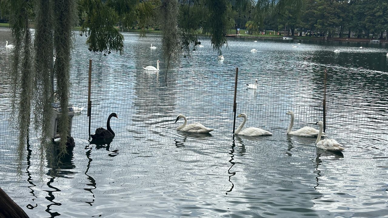 Lake Eola park staff introduced six new swans to the lake on Monday, Aug. 26. (Spectrum News/Philip Peterson)