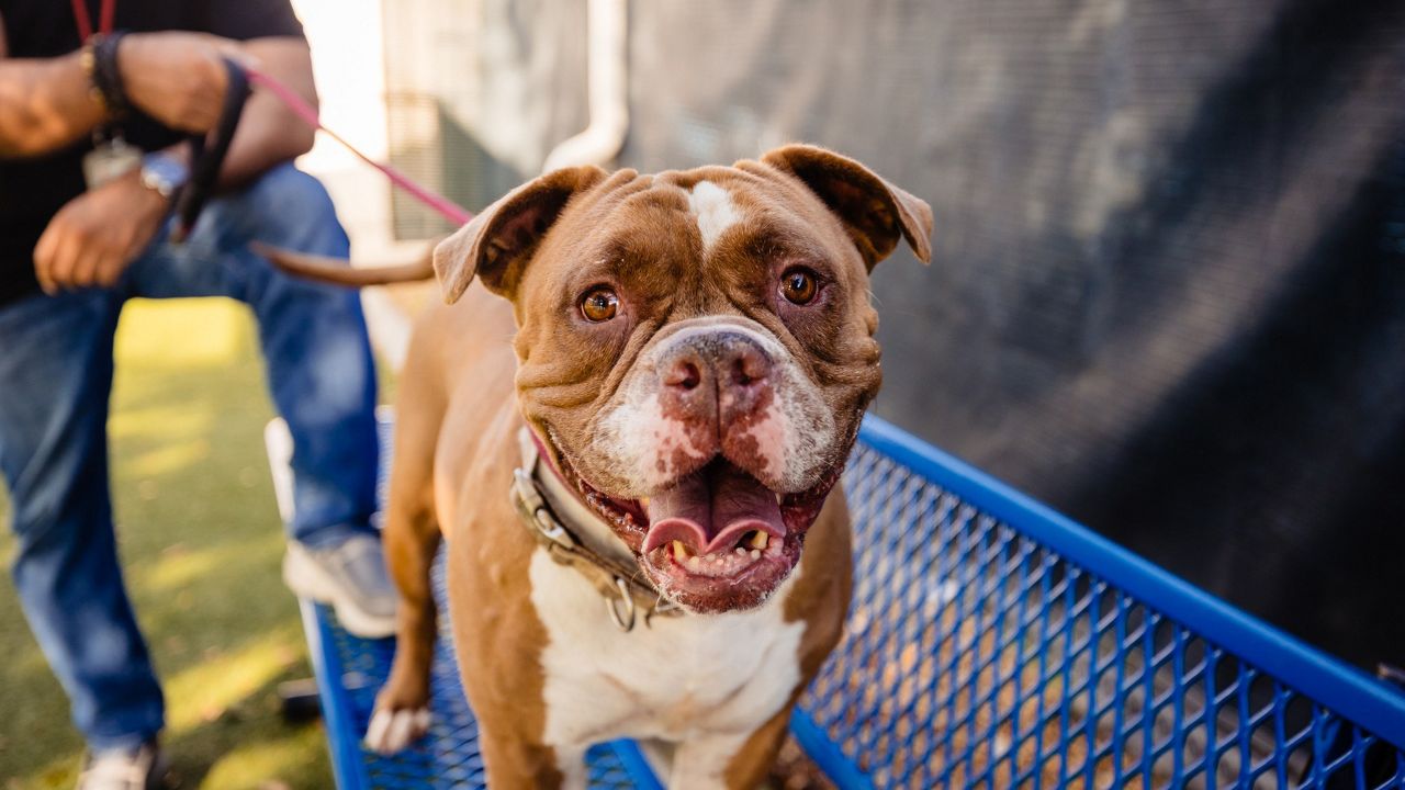 Madame Fetfchington at Orange County Animal Services is looking for a forever home. (OCAS)