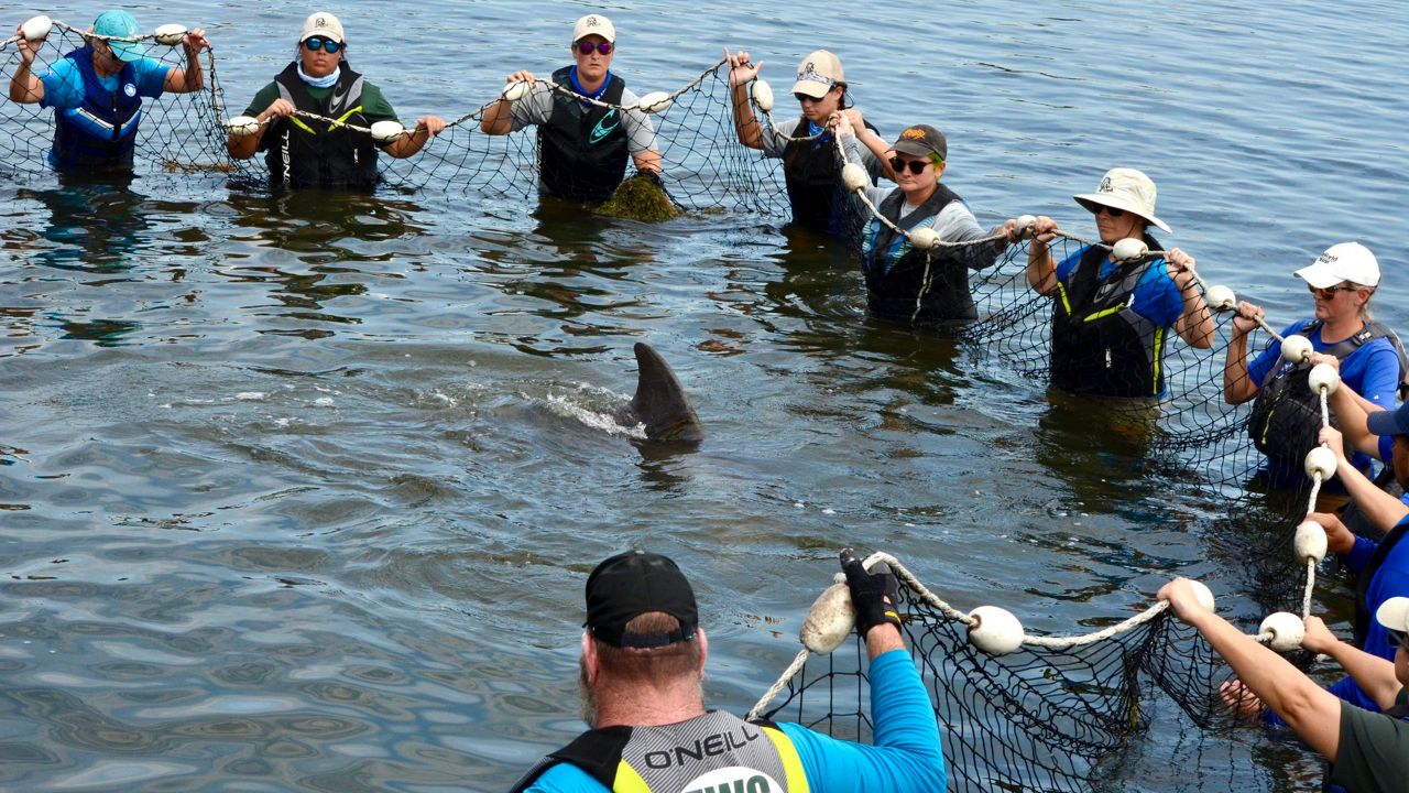 Members of the Hubbs SeaWorld Research Institute and Florida Fish and Wildlife Conservation Commission rescue a baby dolphin Friday that was entangled in a fishing line in the Indian River Lagoon. (Spectrum News/Jon Shaban)