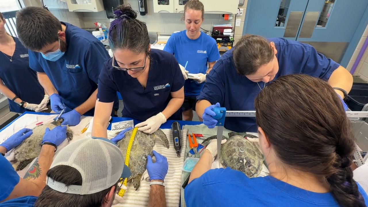 Cold-stunned sea turtles being cared for at the Florida Aquarium's Sea Turtle Rehabilitation Center in Apollo Beach. (Florida Aquarium)