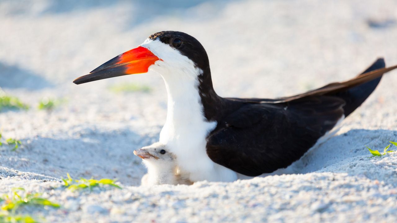 Nesting season is underway for shorebirds, seabirds and wading birds in Florida and lasts through September. (Florida Fish and Wildlife Conservation Commission)