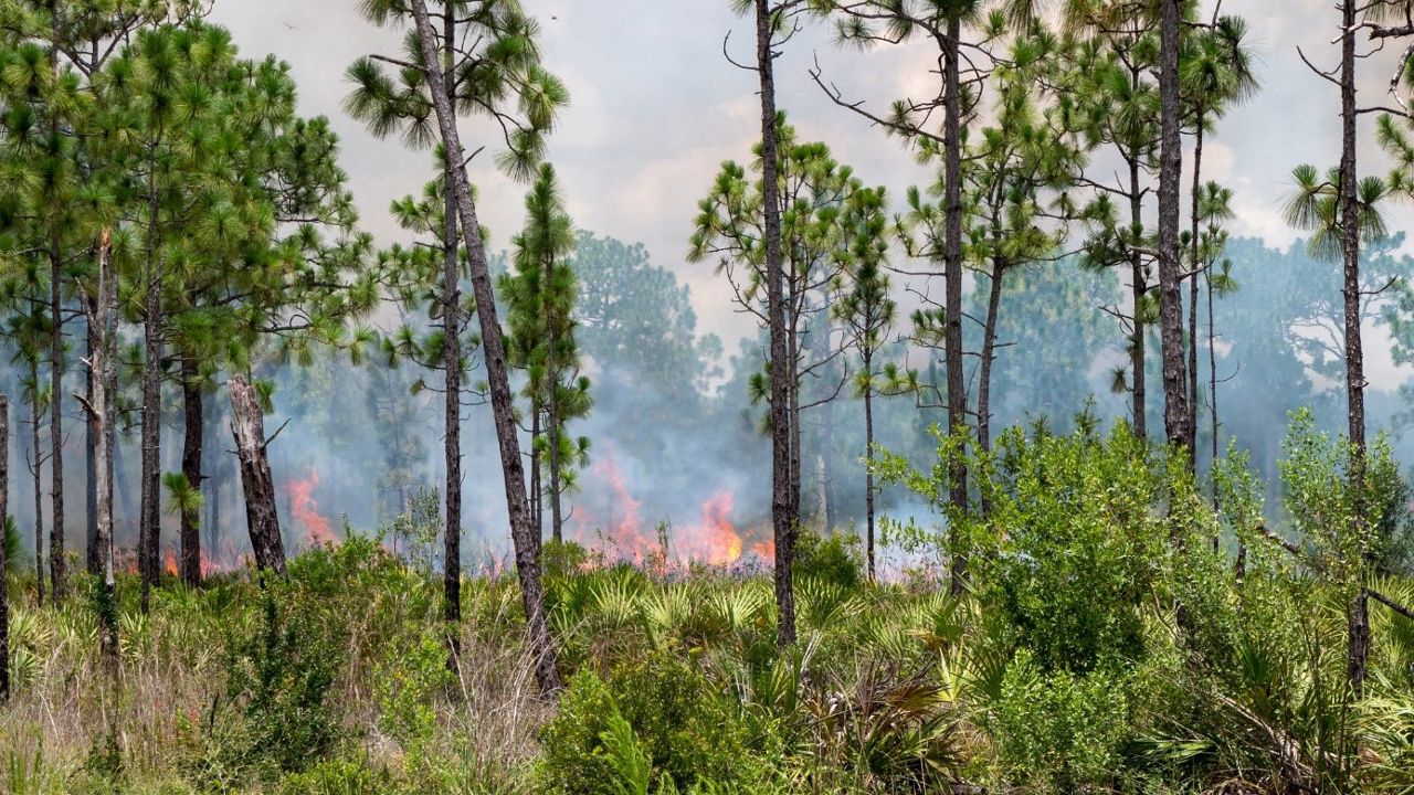 Prescribed burn in Volusia County (file photo)