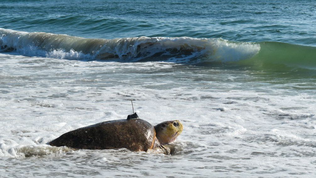 Two loggerhead sea turtles rescued on North Carolina beaches were equipped with satellite trackers before being released back in the ocean. (N.C. Aquarium on Roanoke Island)