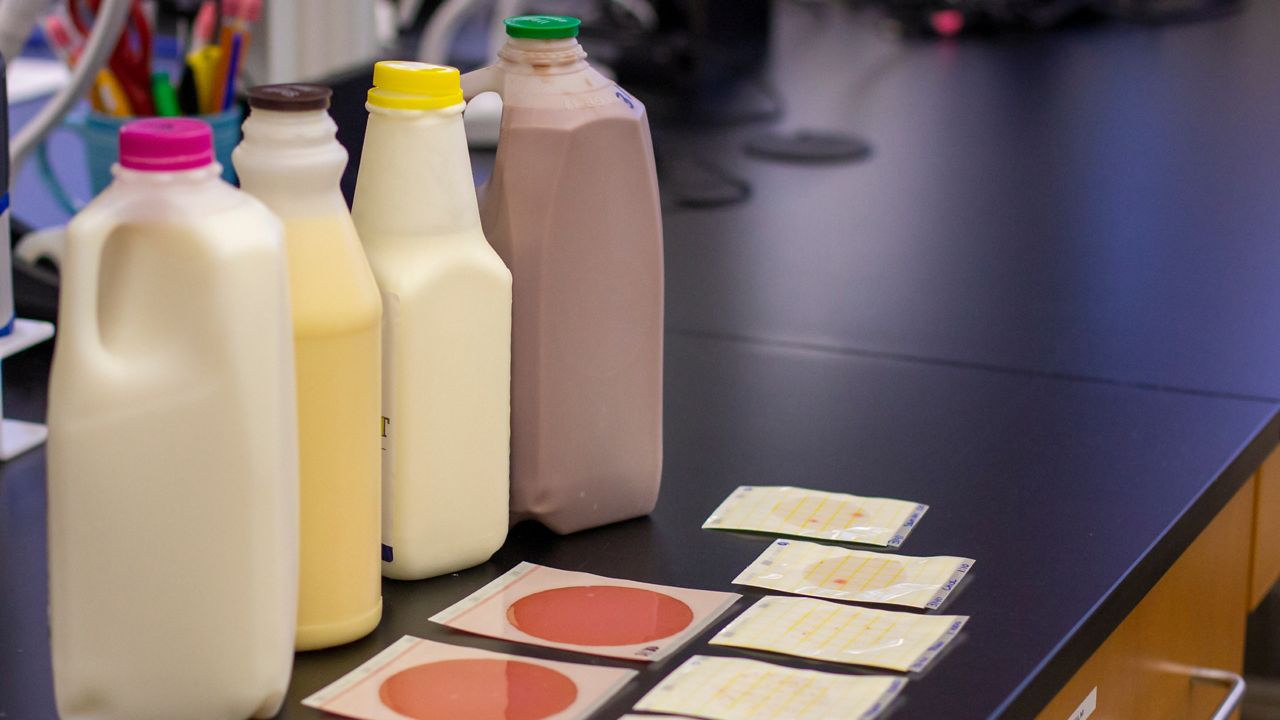 Got milk? Testing the dairy product to verify microbial safety is another part of the job at the North Carolina State Laboratory of Public Health. Here, milk is tested using Petrifilms. (NCDHHS)